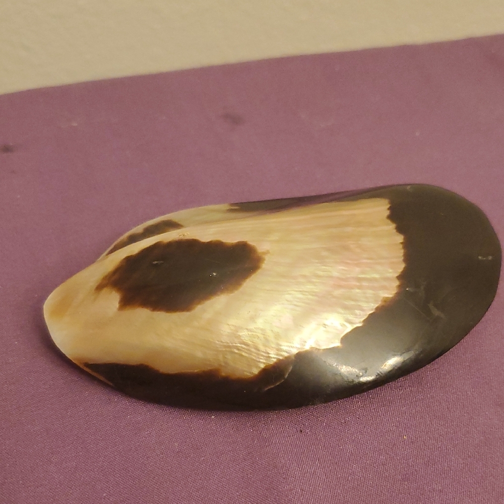 Unique Shell Buckle